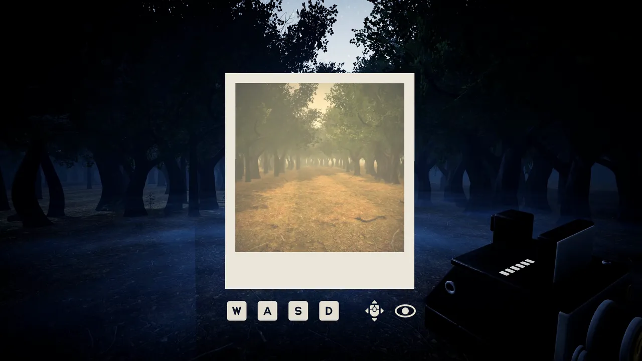The first photo develops: a daylight path through the same trees that stand dark around it